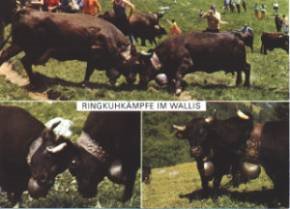 Ringkuh-Kampf